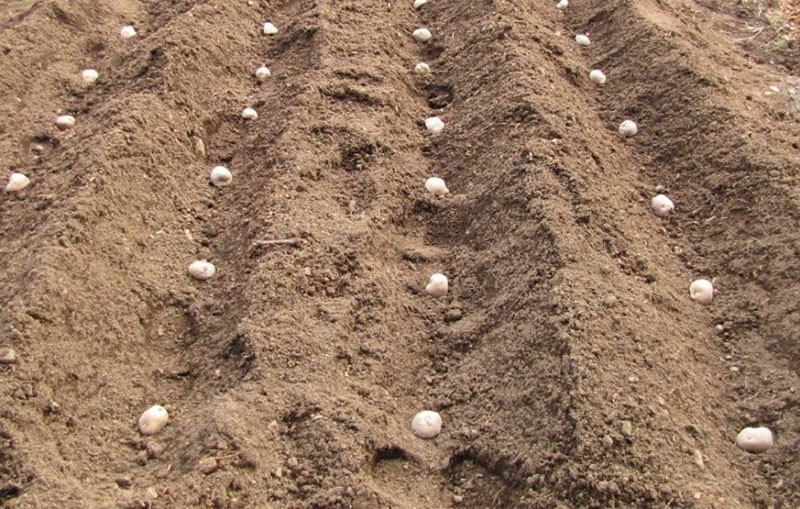 Plan de plantación de patatas holandés