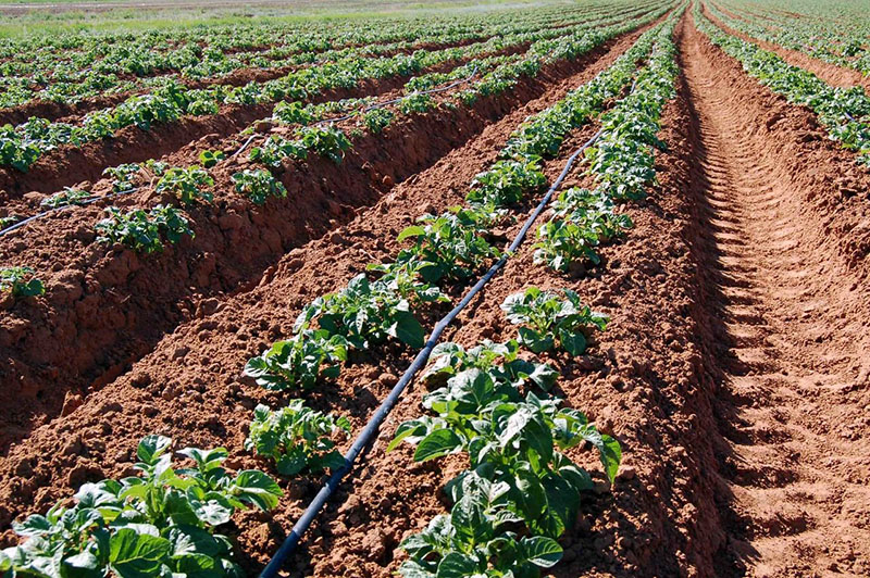 soin des pommes de terre