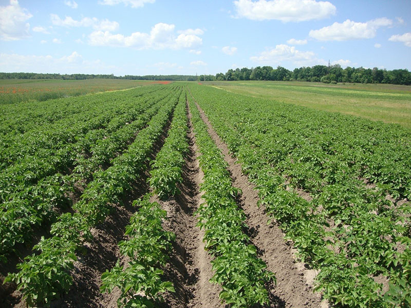 La technologie néerlandaise pour la culture des pommes de terre