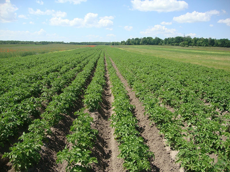 Tecnología holandesa para el cultivo de patatas