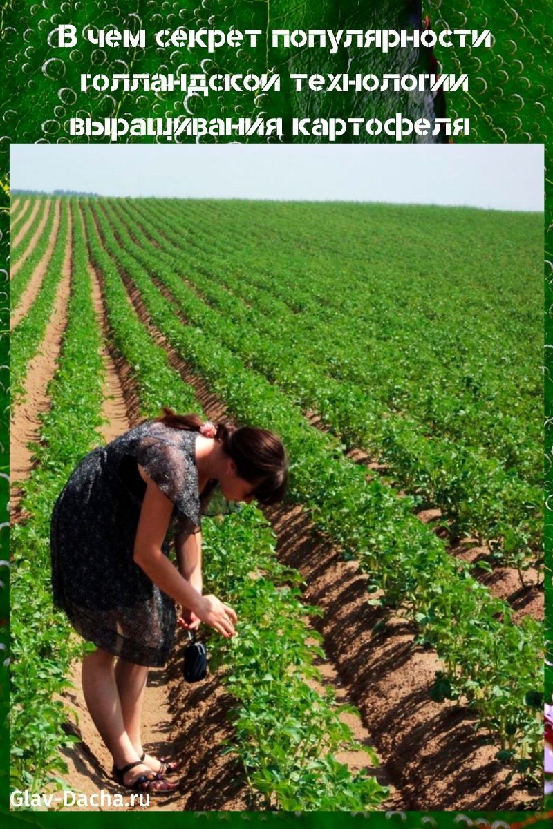 Tecnología holandesa para el cultivo de patatas