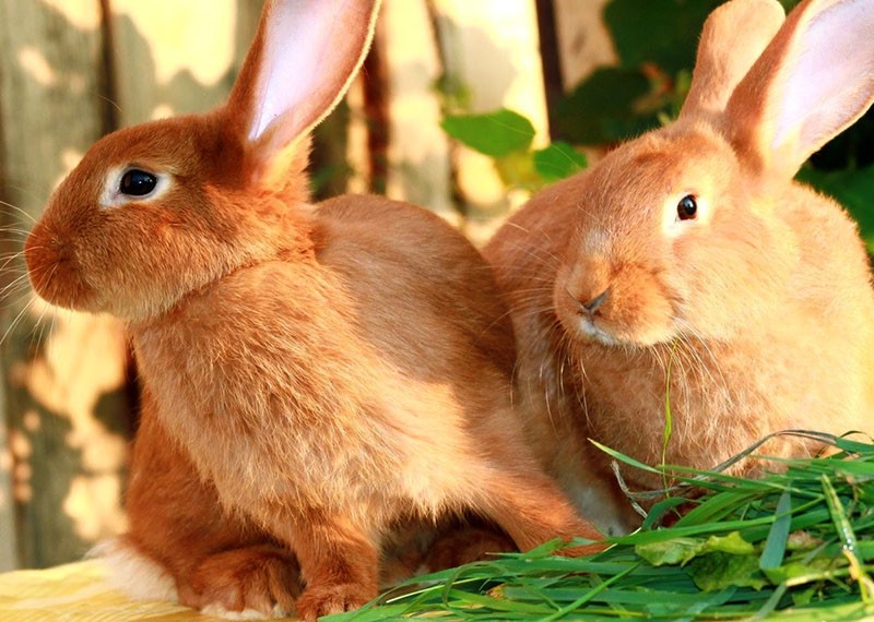 conejos se reproducen en rojo de Nueva Zelanda