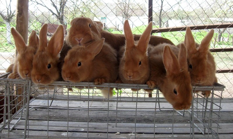 lapins dans la volière