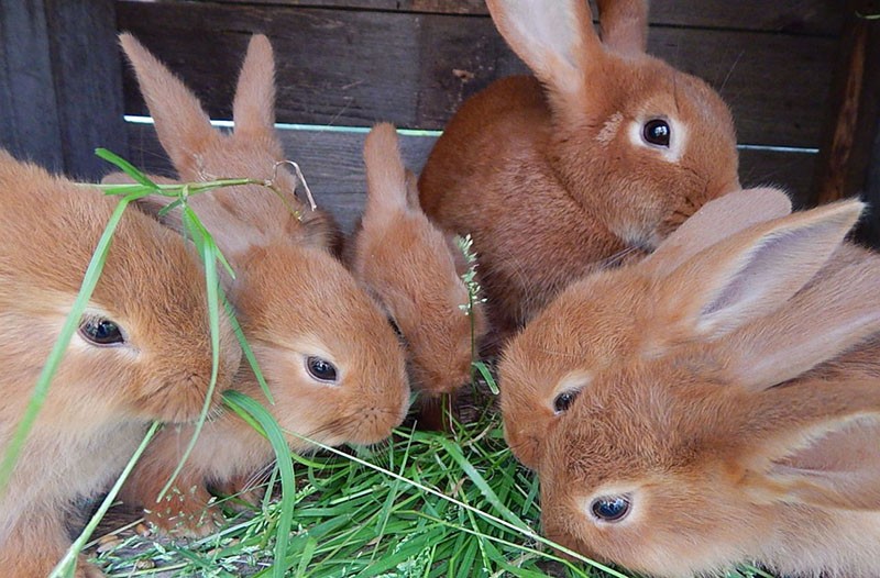 hierba en la dieta de los conejos