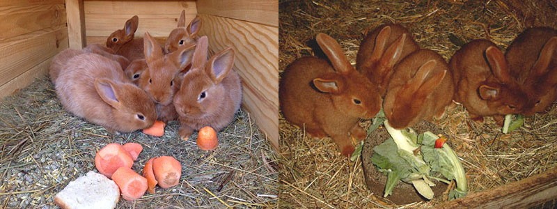 verduras en la dieta de los conejos