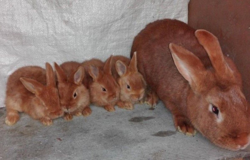 conejo con conejos