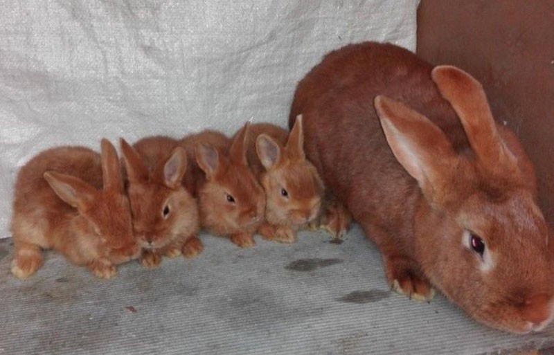 lapin avec des lapins