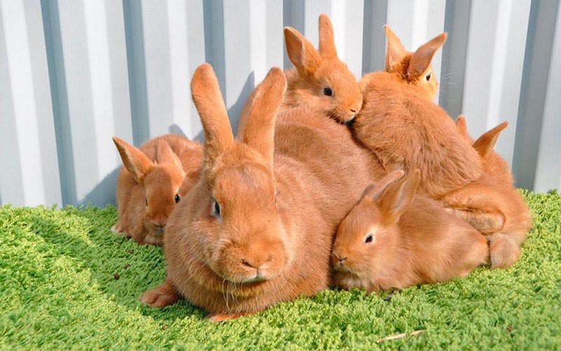 conejos se reproducen en rojo de Nueva Zelanda