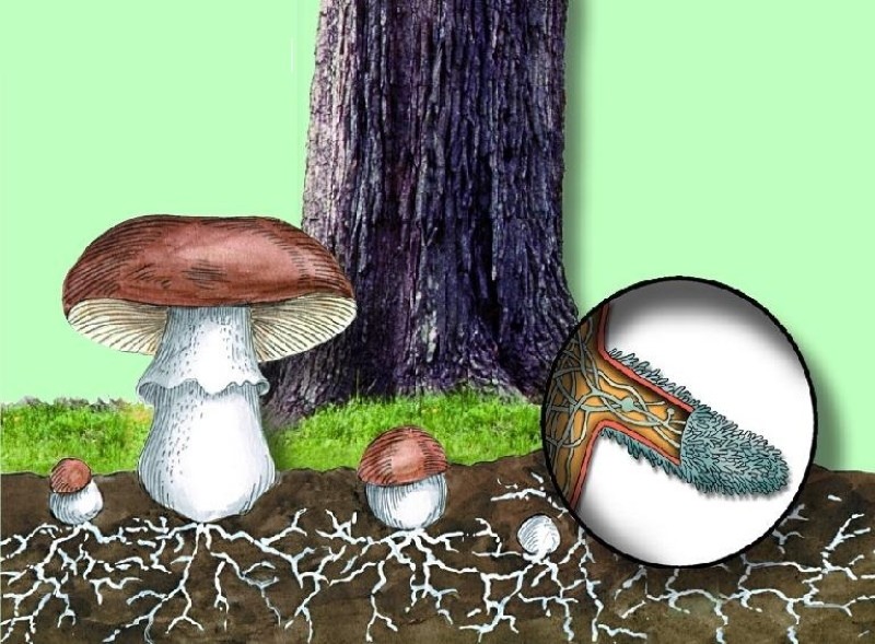 simbiosis de un árbol y un hongo