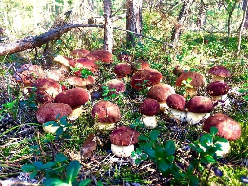 sous quels arbres poussent les champignons