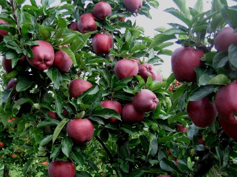 variedad de otoño de crecimiento temprano