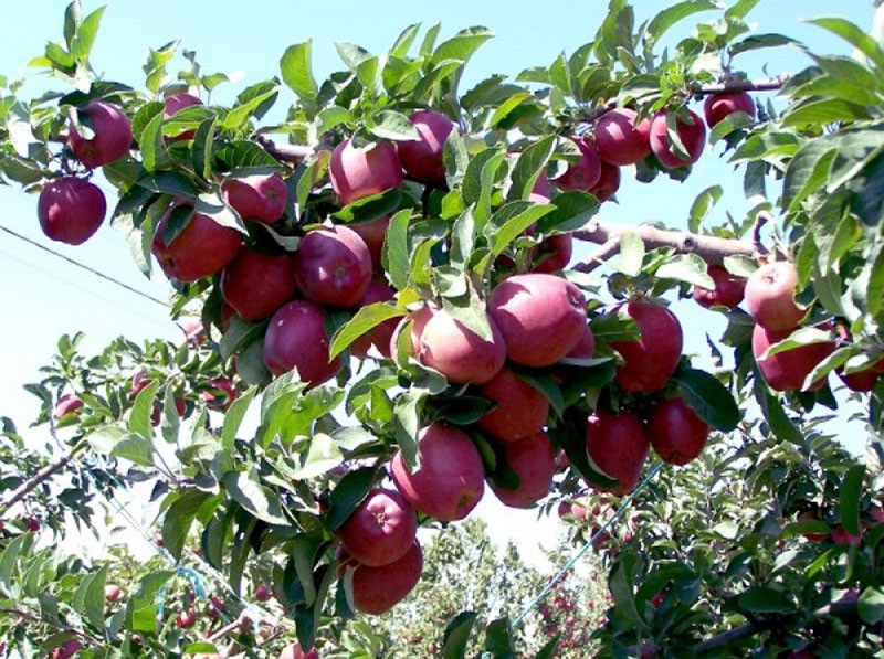 fruta de manzana madura