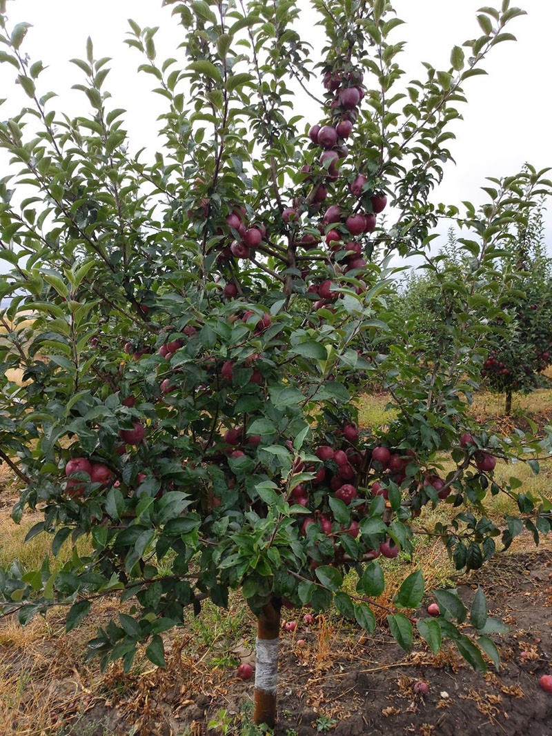 creciente jefe rojo de manzana