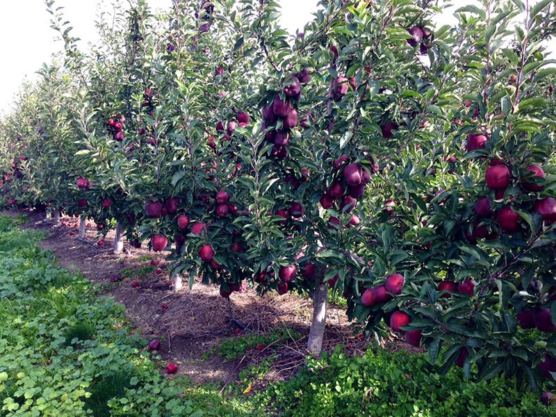 cuidado del huerto de manzanas