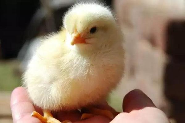 coq ou poule