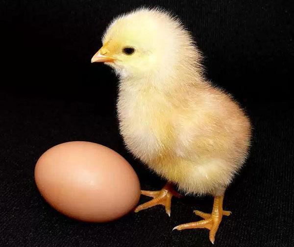 poulet et oeuf