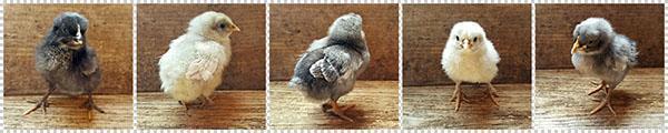 déterminer le sexe du poulet