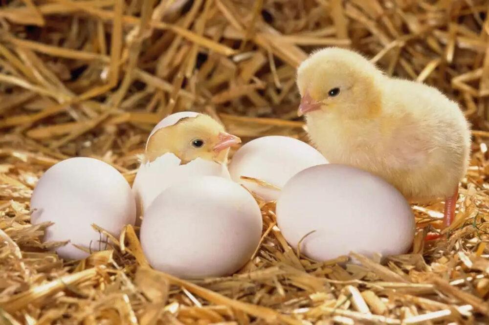 poulets