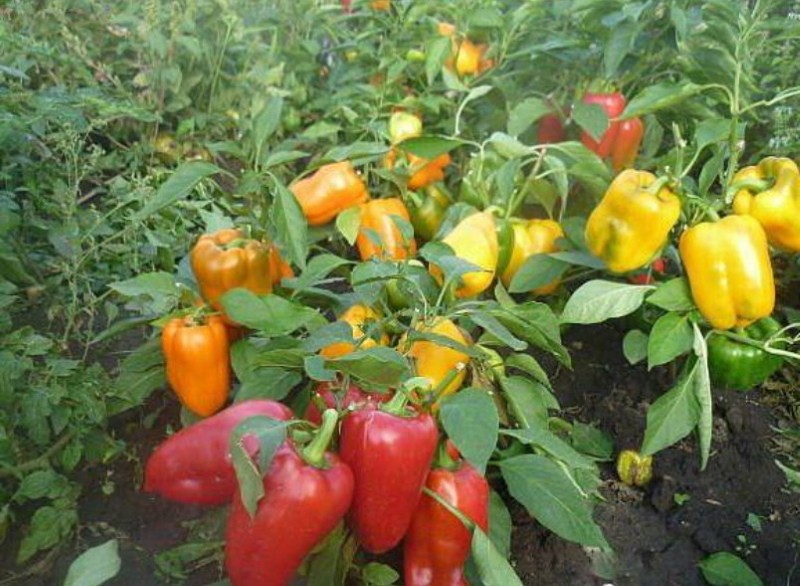 cómo cultivar pimienta