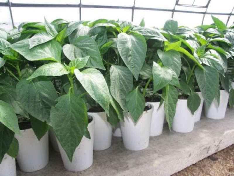 cómo cultivar plántulas de pimiento