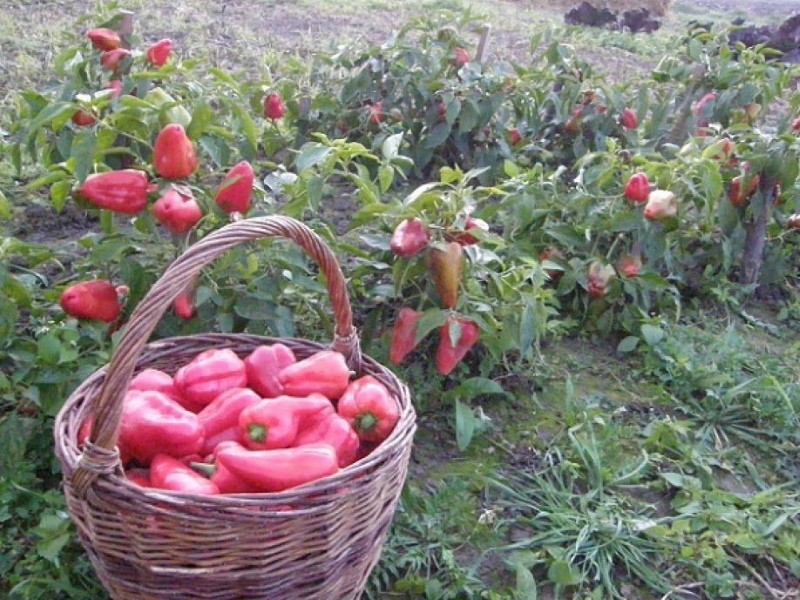 donde plantar pimiento