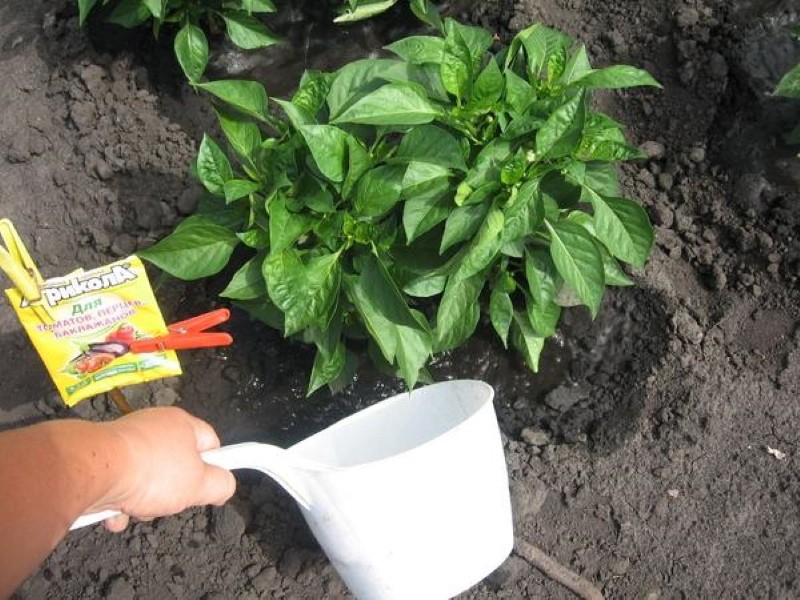 como fertilizar la pimienta