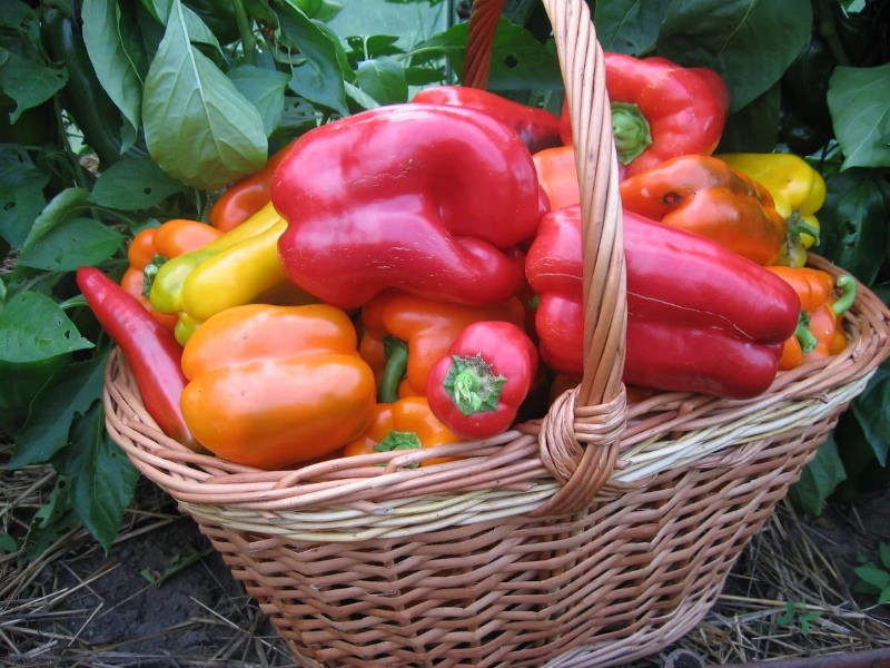 secretos de una buena cosecha de pimiento