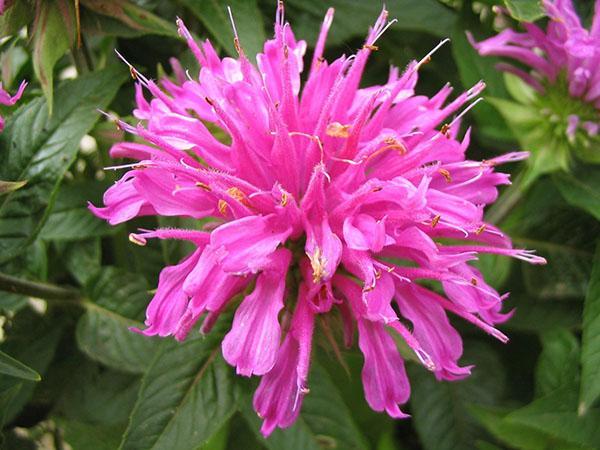 la monarde fleurit