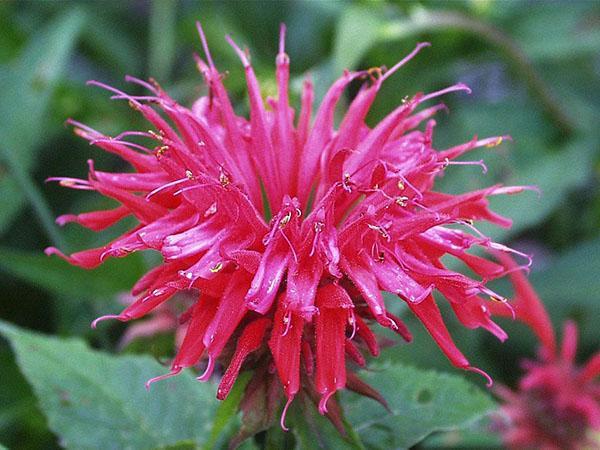 flor de monarda