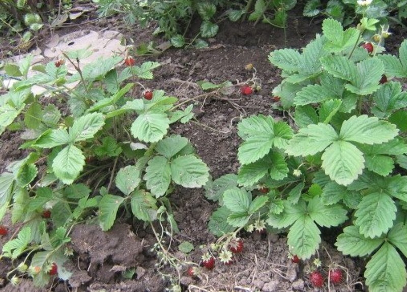 buissons de fraises cendrillon