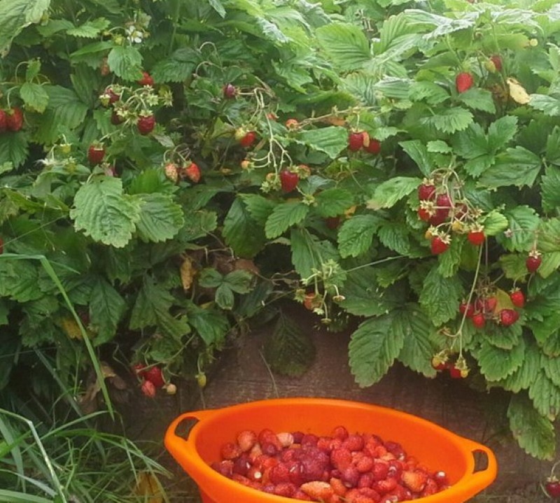 caractéristiques de la variété de fraise Cendrillon