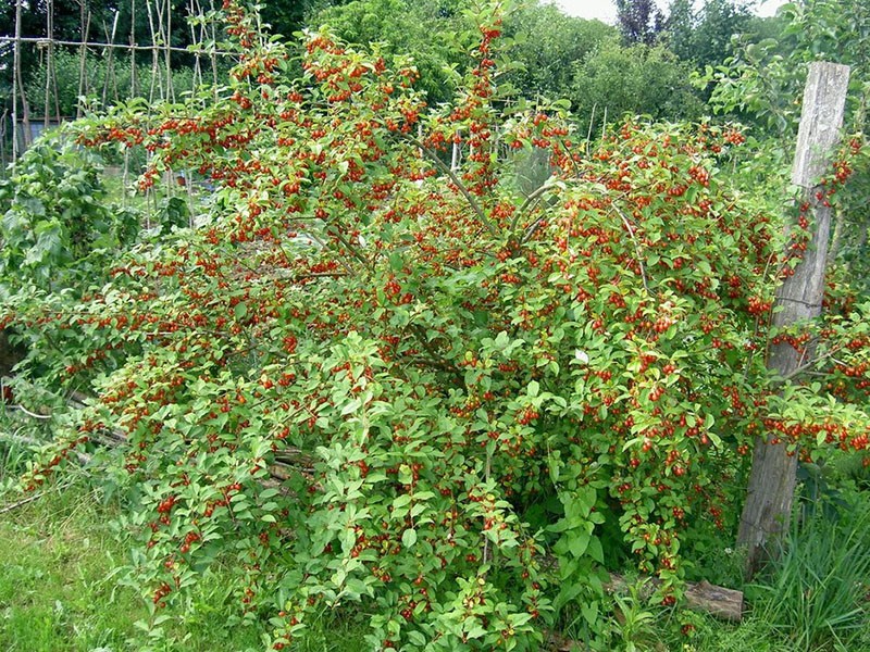 gumi au chalet d'été
