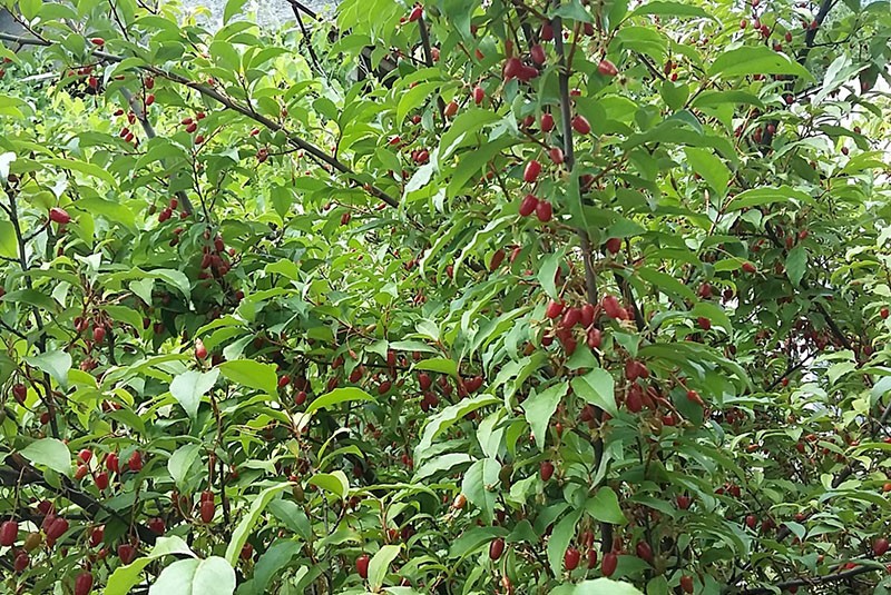 une plante ornementale et persistante de la famille Lokhovye,