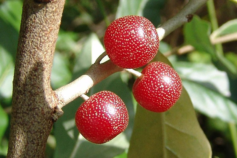 baies hypocaloriques