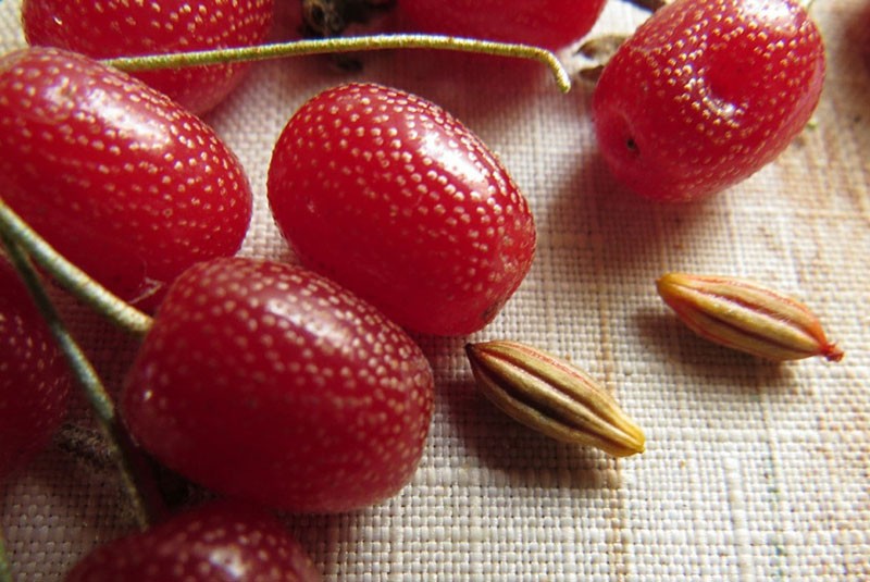 agente antioxidante de origen natural