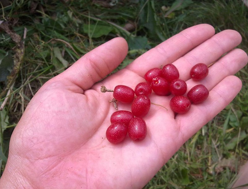 frutos maduros de gumi