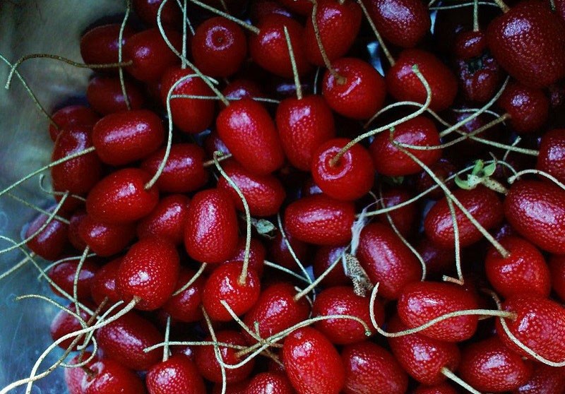 fruit gumi à usage culinaire
