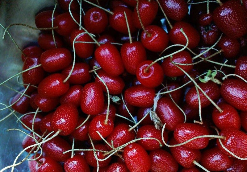 fruta gumi para uso culinario