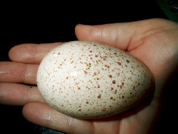 Une sélection rigoureuse des œufs est la clé d'un élevage en bonne santé