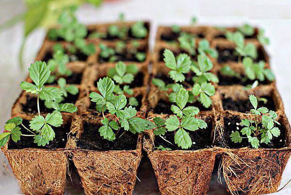 Las fresas están listas para plantar en el jardín.