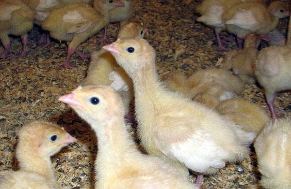 pollitos de pavo en una incubadora