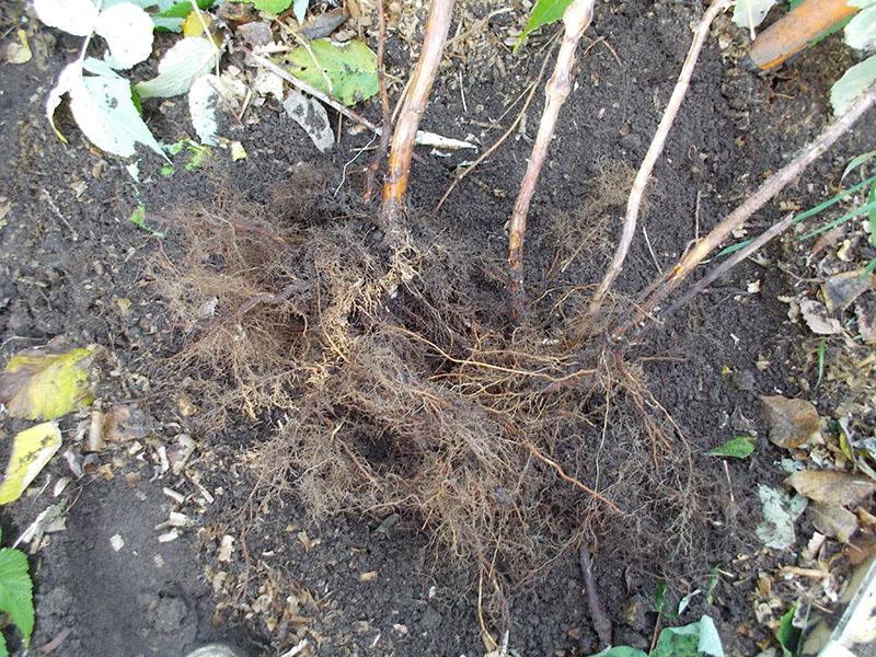 plántulas de frambuesa de esquejes de raíces