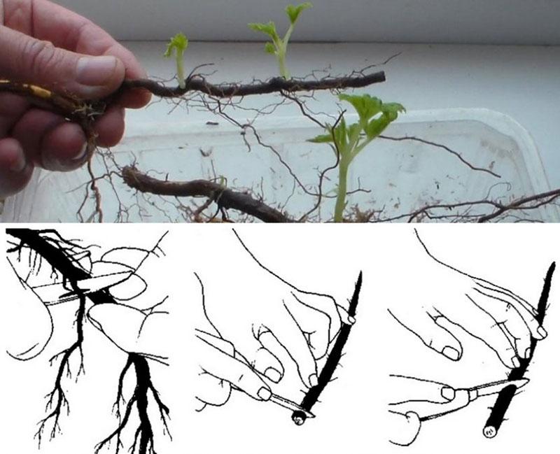 esquejes de raíz de frambuesa