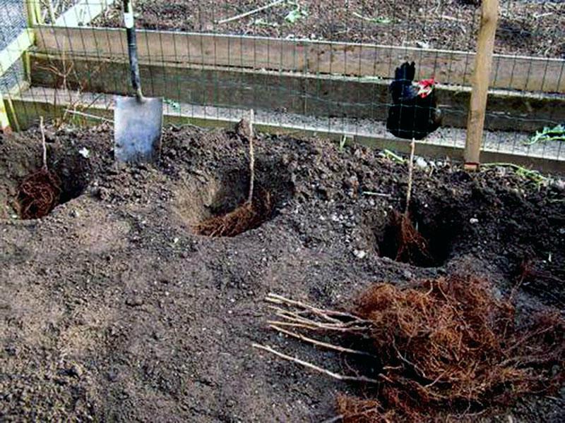 método arbusto de plantar frambuesas