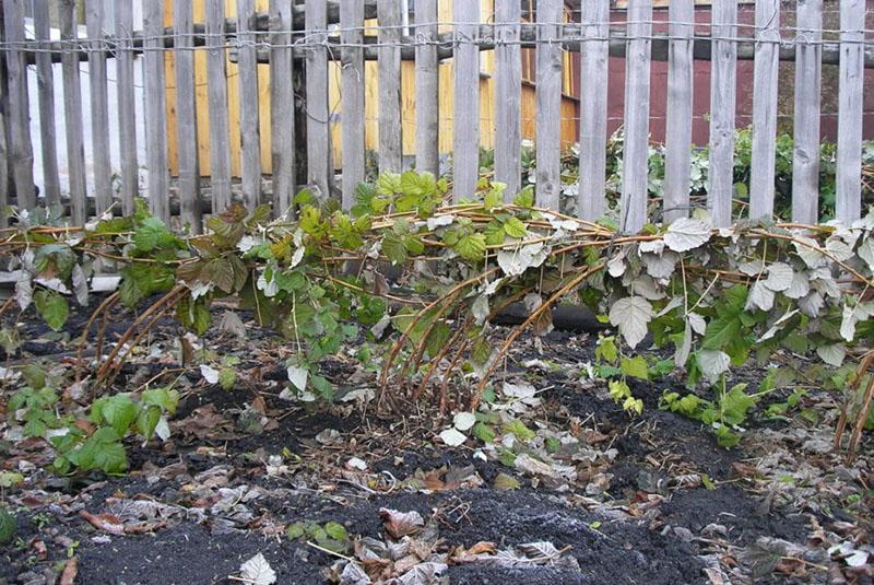 préparation des framboises en automne