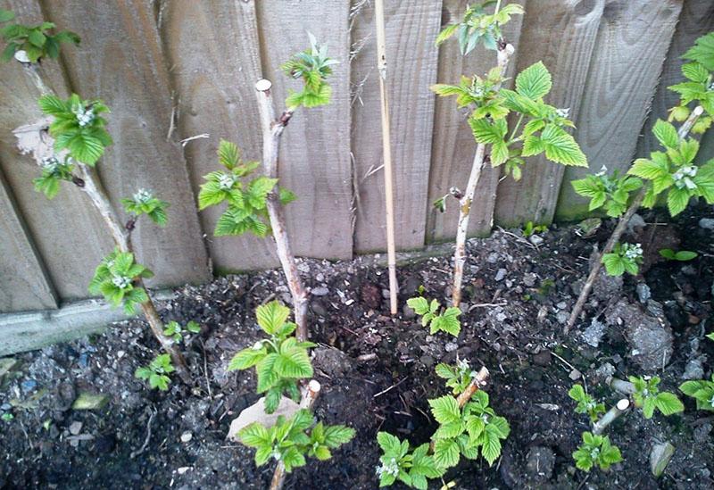 plantar frambuesas en el otoño fue un éxito