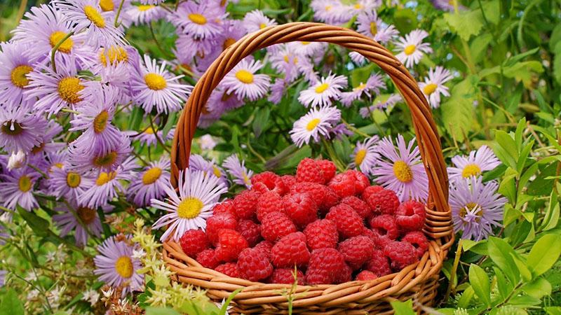 récolte abondante avec une bonne plantation de framboises