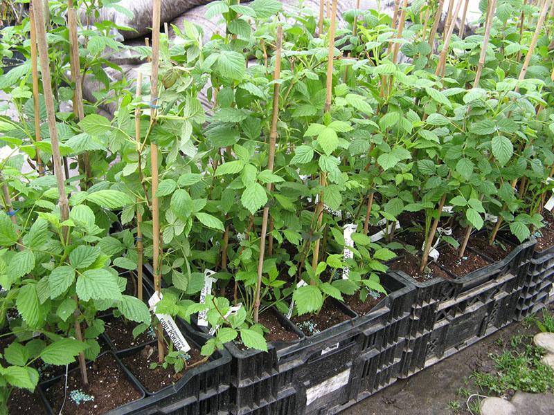 plántulas de frambuesa
