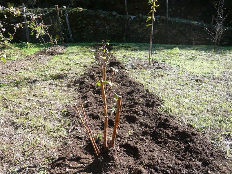 elegir un sitio de plantación de frambuesas en otoño