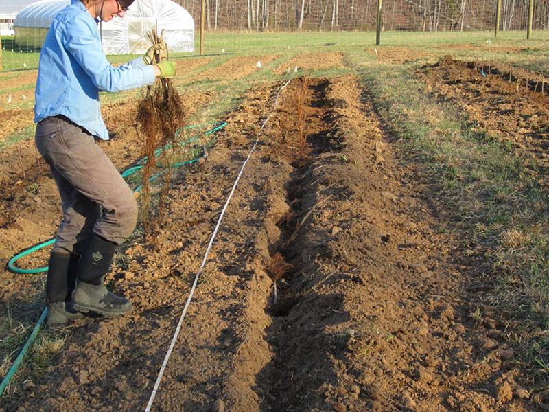 plantar esquejes de frambuesa enraizados